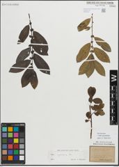 Foto von Salix myrsinifolia Salisb.